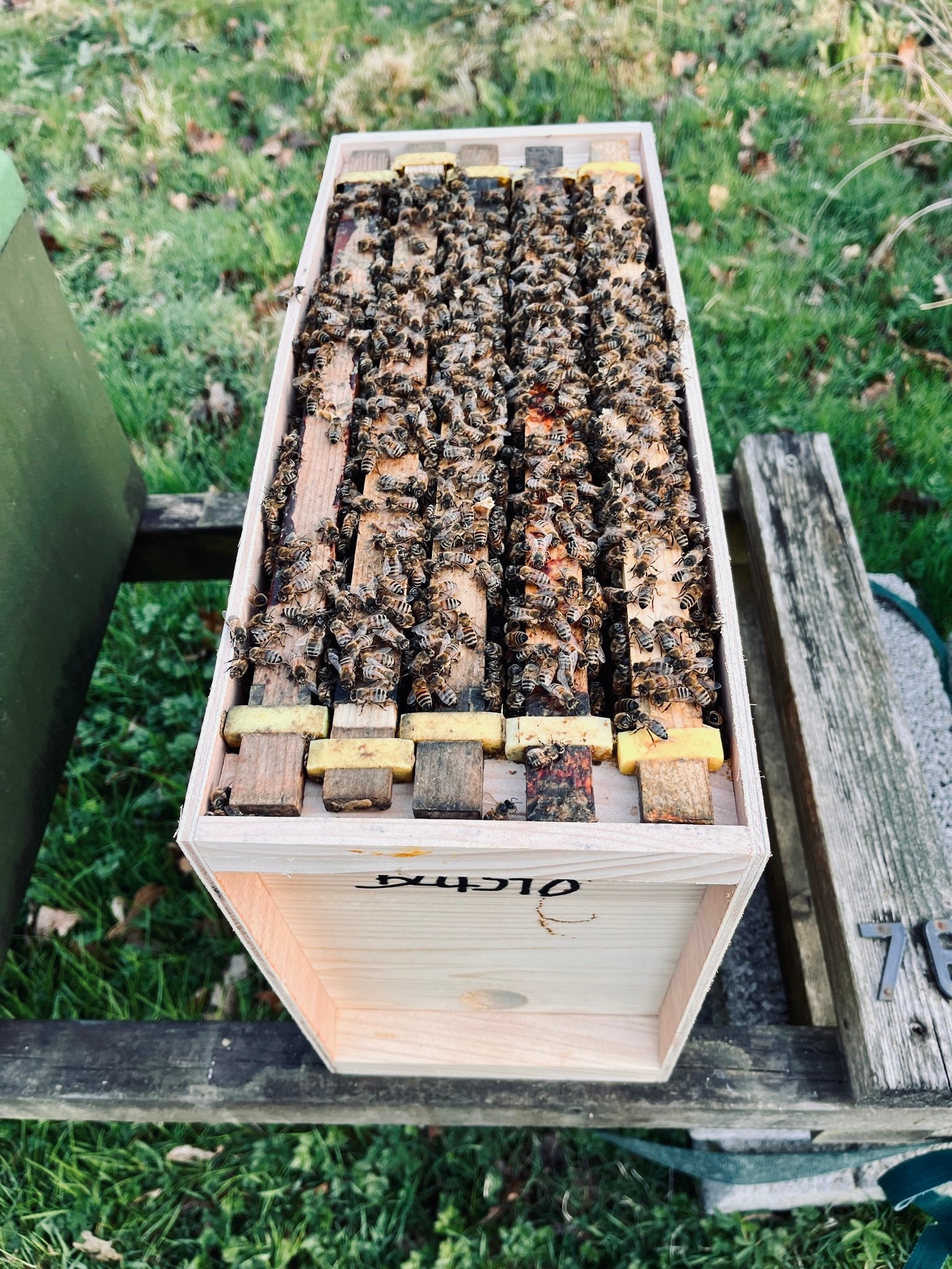 5 FRAME B.S. NUC OF BEES - Due April 2026