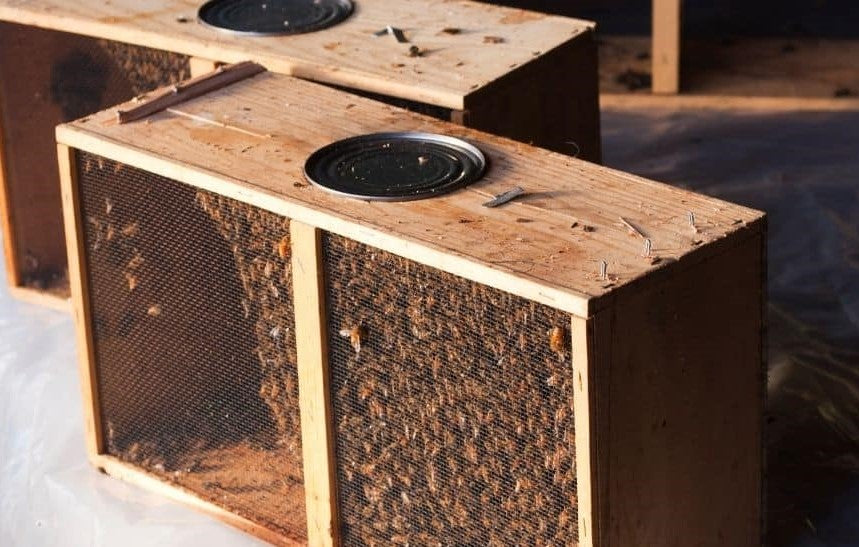 Package Bees - Ready May/June