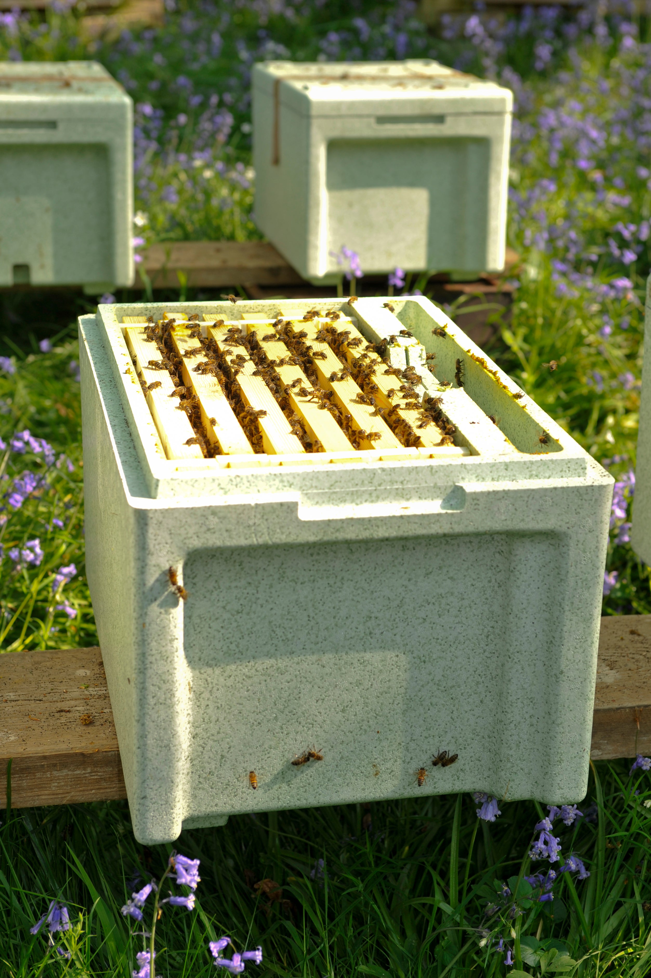 Nuc Of Bees