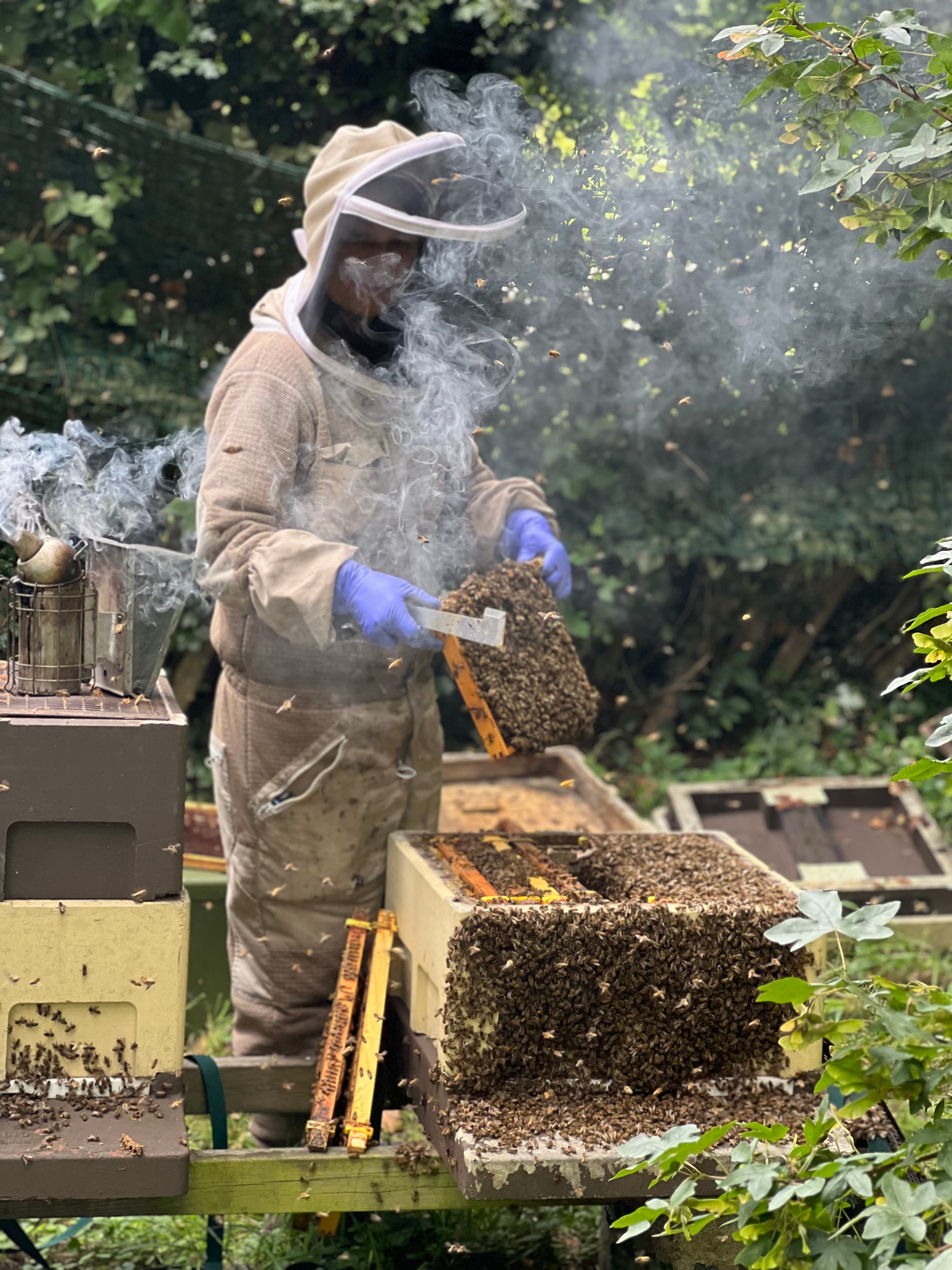 Beekeeping Course - Beginners Level