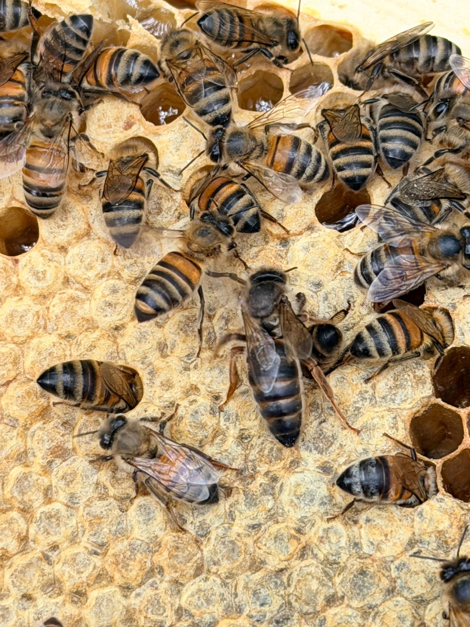 Virgin Local Queen (bulk 10 queens)