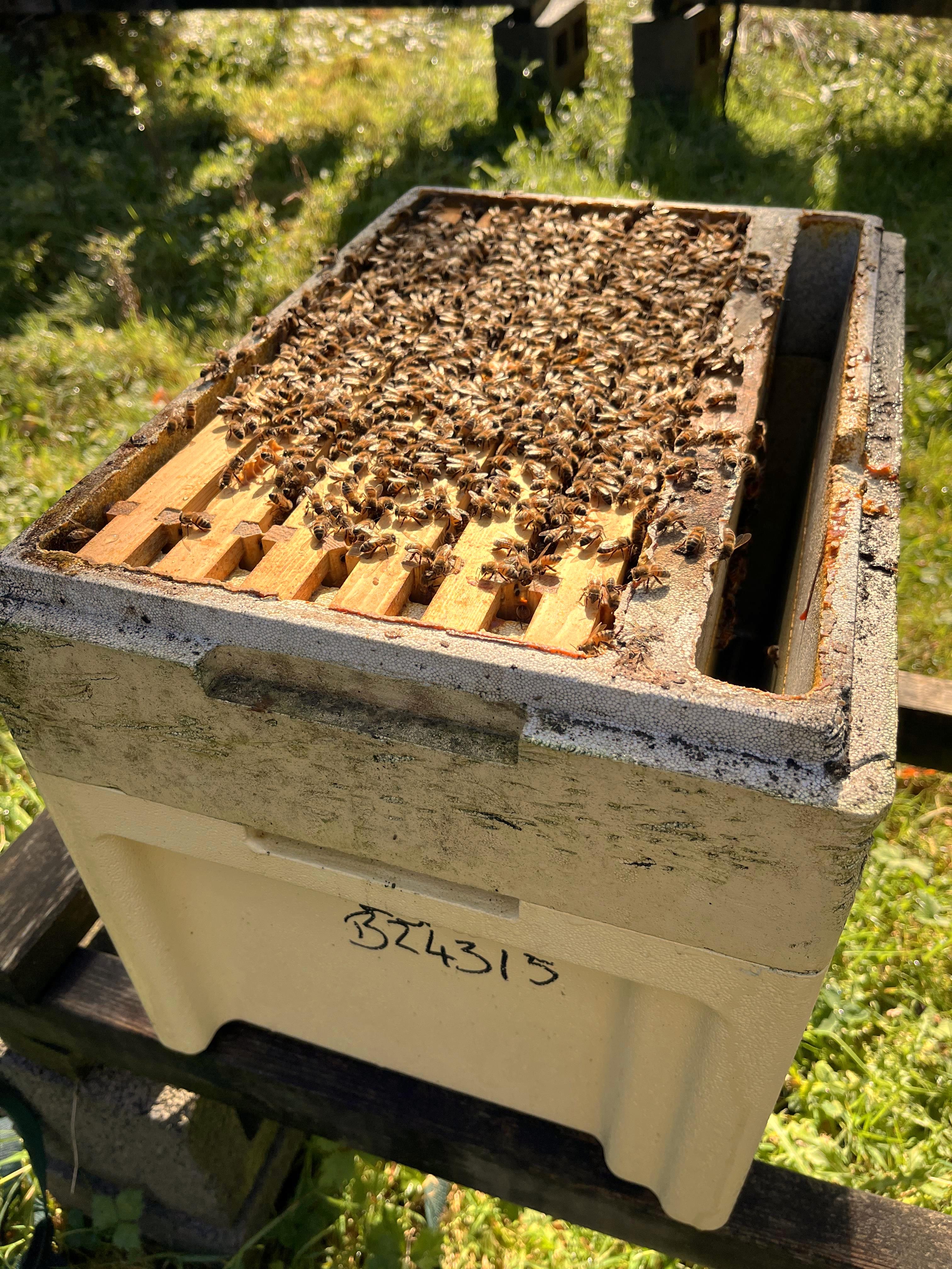 6 FRAME Jumbo 14x12 NUC OF BEES - Due May/June 2025