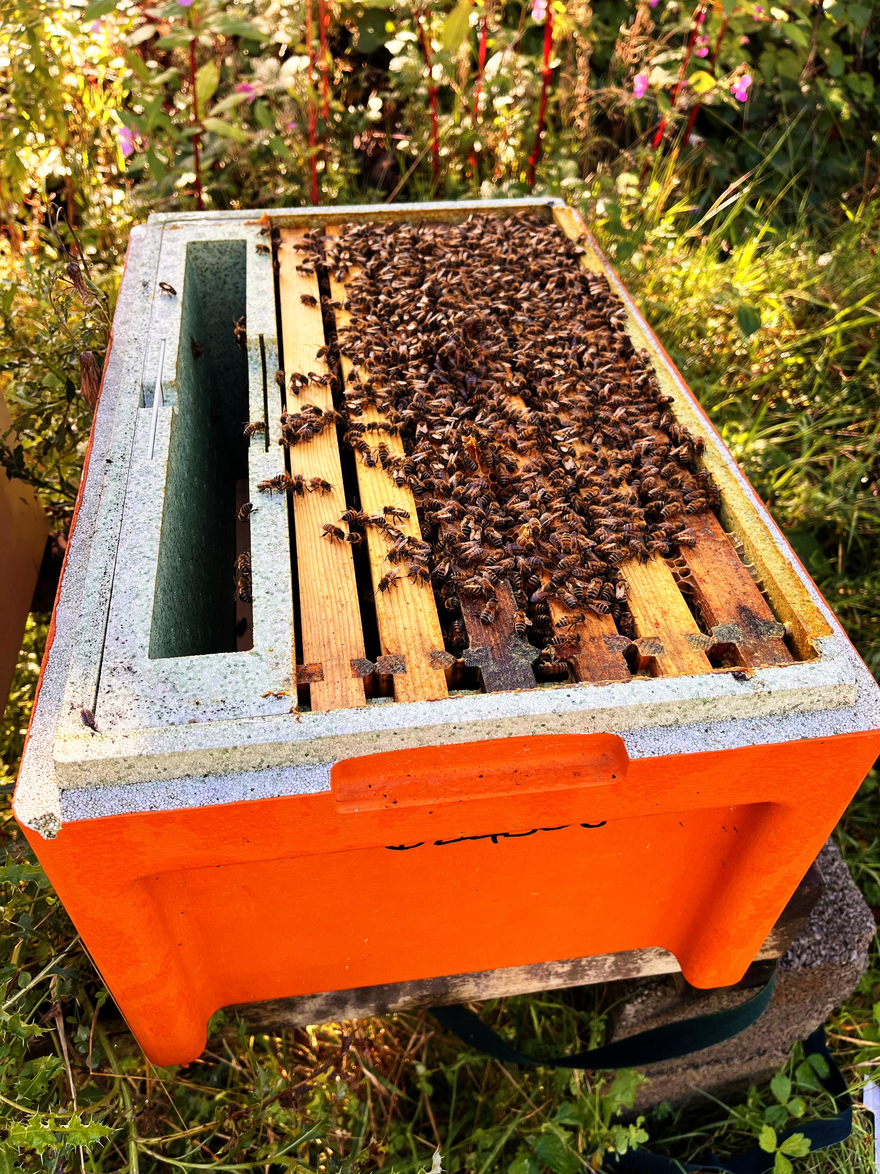 Langstroth NUC OF BEES - Due May/June 2025