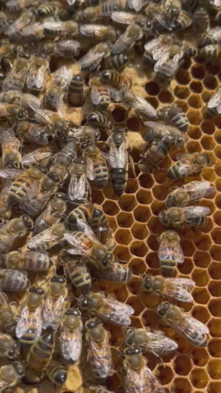 Virgin Local Queen (bulk 10 queens)